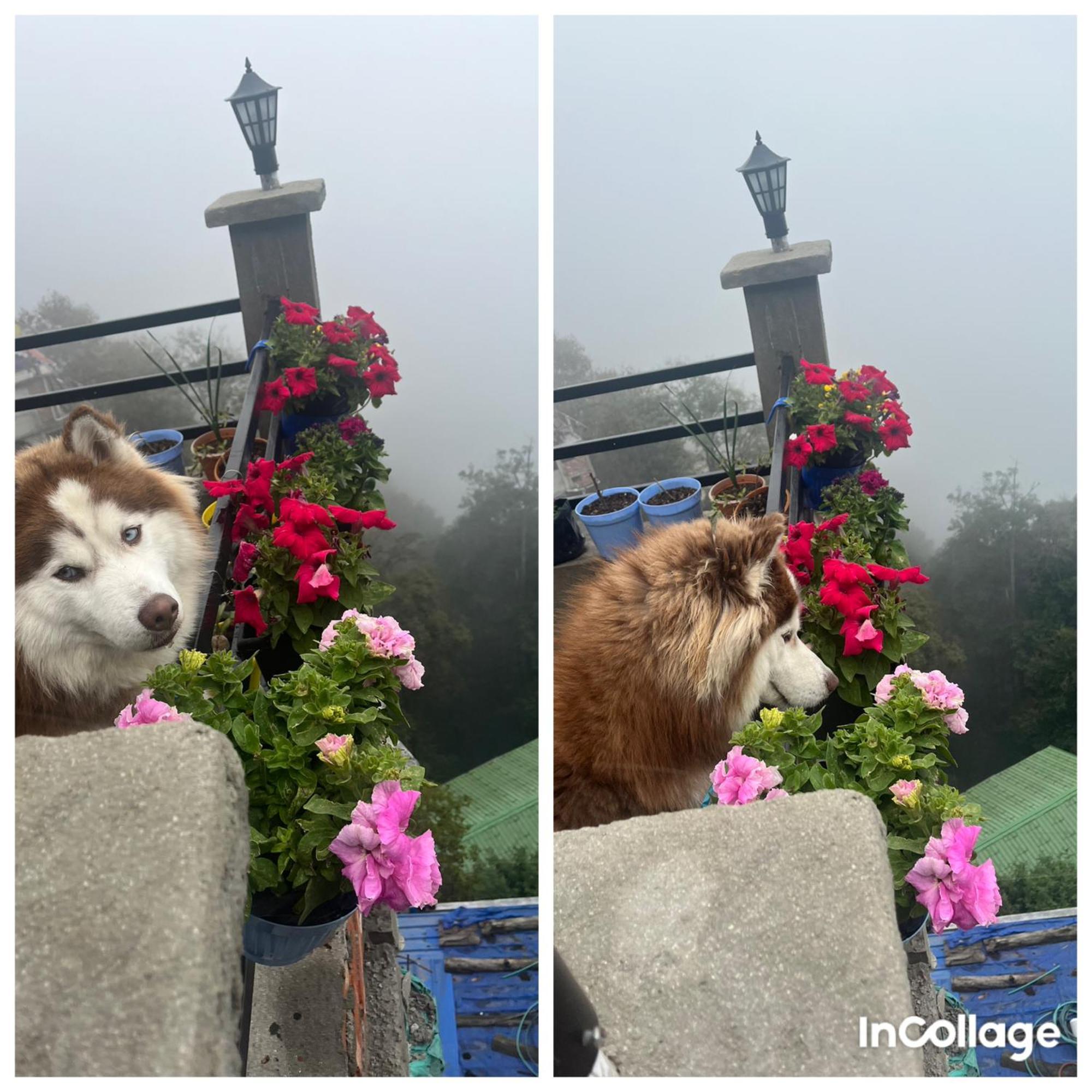 Shalom Inn Home Stay Darjeeling  Buitenkant foto